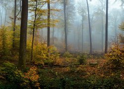 Mglisty las jesienią