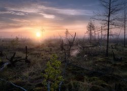 Rosja, Kraj Permski, Ural, Bagna, Drzewa, Wschód słońca