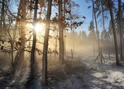 Mglisty poranek w lesie zimą