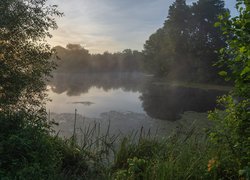 Mgła, Jezioro, Drzewa, Rośliny