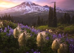 Miądrzyga i łubiny na łące z widokiem na Mount Rainier