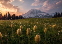 Stany, Zjednoczone, Park Narodowy Mount Rainier, Stratowulkan Mount Rainier, Łąka, Kwiaty, Miądrzyga, Wschód słońca, Drzewa, Góry