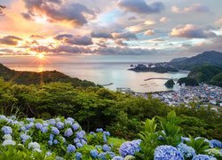 Japonia, Wyspa Honsiu, Miasto Matsuzaki, Hortensje, Wzgórze, Morze, Wschód słońca