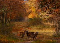 Młode jelenie i sarny na leśnej polanie