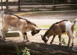 Młode kózki na pniu drzewa w zoo