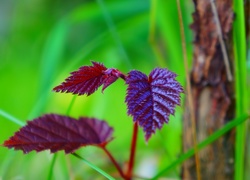 Młode listki leszczyny purpurowej