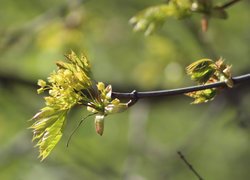 Gałązka, Młode, Listki, Wiosna, Rozmyte tło