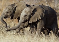 Młode słonie pośród traw