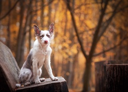 Młody, Border collie, Ławka