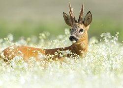 Młody jelonek wśród białych kwiatów