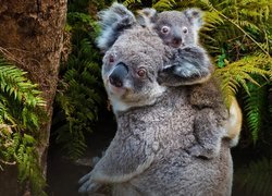 Młody koala na grzbiecie matki