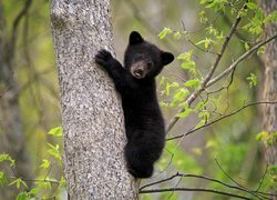 Młody niedźwiadek czarny na drzewie