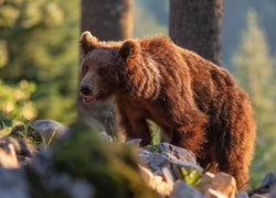 Młody niedźwiedź brunatny na kamieniach