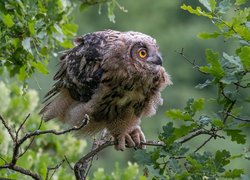 Młody puchacz na gałęzi dębu