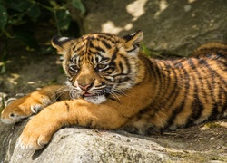Młody tygrys wyleguje się na skale w słońcu