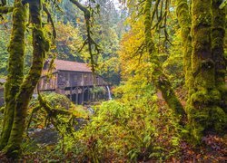 Młyn Cedar Creek Grist Mill za drzewami