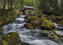 Młyn wodny nad rzeką w lesie