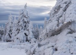 Zima, Zaśnieżone, Drzewa, Śnieg, Niebo
