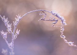 Modliszka empusidae na roślince