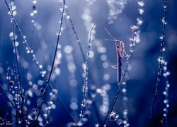 Modliszka, Źdźbła, Trawa, Bokeh