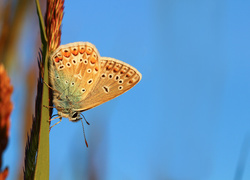 Motyl, Modraszek adonis