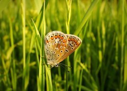 Motyl, Modraszek agestis, Źdźbła, Trawa