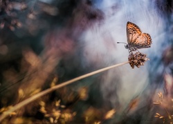 Motyl, Modraszek artakserkses, Źdźbło, Roślina, Trawa