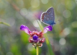 Motyl, Modraszek ikar, Fioletowy, Kwiat
