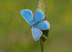 Motyl, Modraszek ikar, Źdźbło, Trawa, Zielone tło