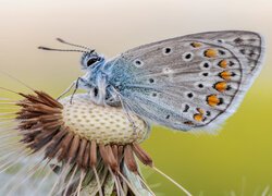 Modraszek ikar na dmuchawcu w zbliżeniu