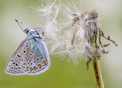 Motyl, Modraszek ikar, Dmuchawiec, Zbliżenie