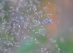 Modraszek ikar na gałązce rośliny