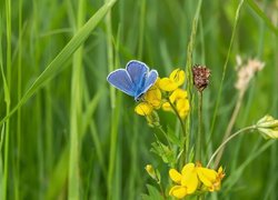 Kwiaty, Komonica, Motyl, Modraszek ikar, Trawa