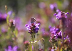 Motyl, Modraszek ikar, Fioletowe, Kwiaty