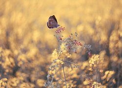 Roślina, Motyl, Modraszek ikar