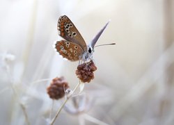 Motyl, Modraszek ikar, Roślina, Macro, Rozmyte, Tło