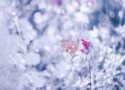Motyl, Modraszek ikar, Kwiat, Efekt, Przebarwienia