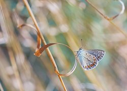 Motyl, Modraszek ikar, Trawa, Źdźbło