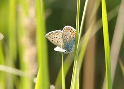 Modraszek ikar, Motyl, Trawa, Źdźbła