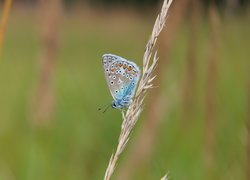 Modraszek ikar, Motyl, Samiec, Trawa