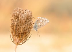 Roślina, Marchew zwyczajna, Motyl, Modraszek ikar