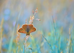 Motyl, Modraszek ikar, Źdźbła, Trawy