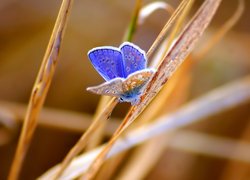 Owad, Motyl, Modraszek ikar, Trawa, Źdźbła, Rozmycie