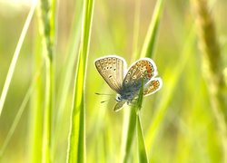 Modraszek ikar, Trawa, Źdźbło, Motyl