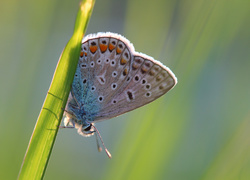 Motyl, Modraszek ikar, Źdźbło, Trawa