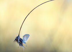 Motyl, Modraszek ikar, Roślina, Źdźbło, Trawa