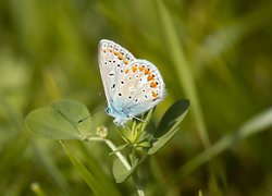 Motyl, Modraszek ikar, Listki