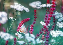 Modraszek ikar pośród białych i czerwonych kwiatów