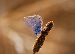 Motyl, Modraszek ikar, Źdźbło, Trawy