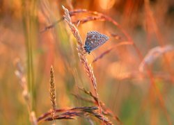 Źdźbła, Trawy, Motyl, Modraszek ikar